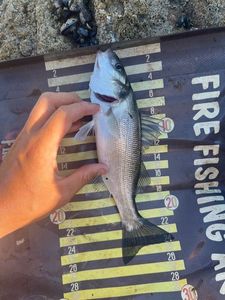 European Bass (Seabass)