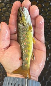 Brown Trout