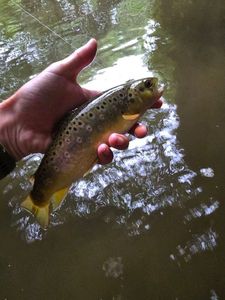 Brown Trout