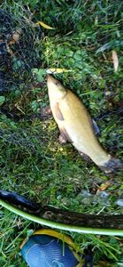 Tench