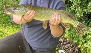 Northern Pike