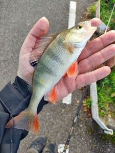 European Perch