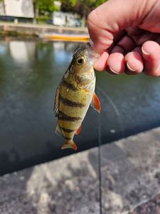 European Perch