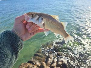 European Bass (Seabass)