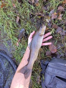 Brown Trout