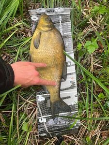 Common Bream