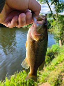 Smallmouth Bass