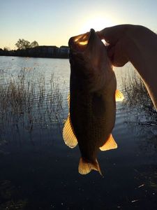 Largemouth Bass