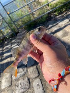 European Perch