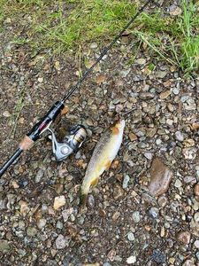 Brown Trout