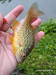 Green Sunfish