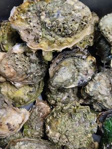 Pacific Oyster