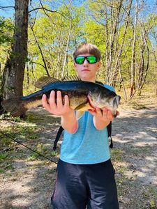 Largemouth Bass
