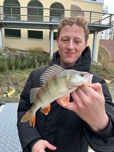 European Perch