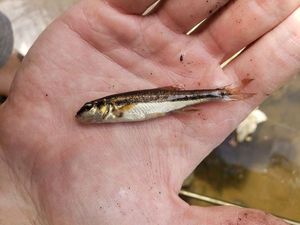 Common Minnow