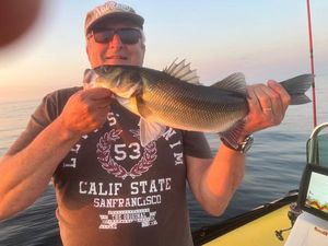 European Bass (Seabass)