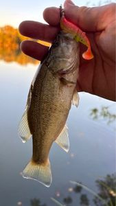 Largemouth Bass