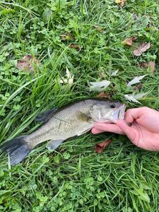 Smallmouth Bass