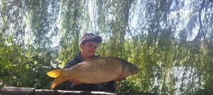 Common Carp