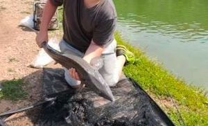 Sturgeon