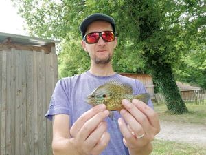 Green Sunfish