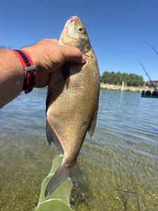 Common Bream