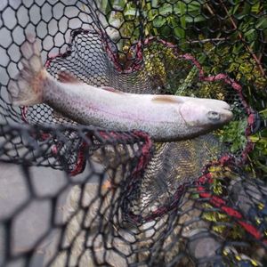 Rainbow Trout
