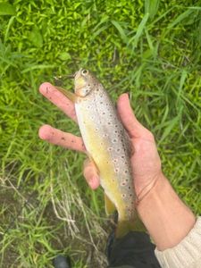 Brown Trout
