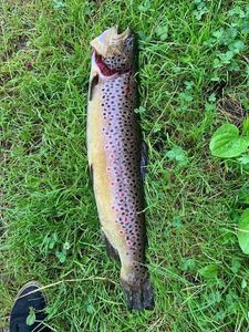 Brown Trout