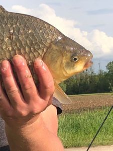 Crucian Carp