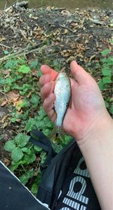 Roach