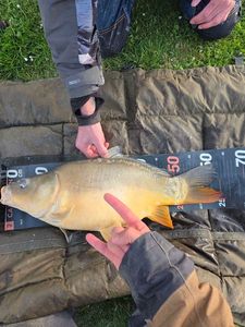 Mirror Carp