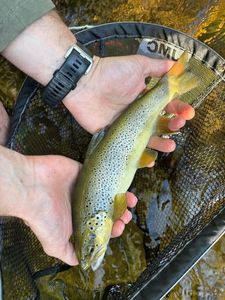 Brown Trout