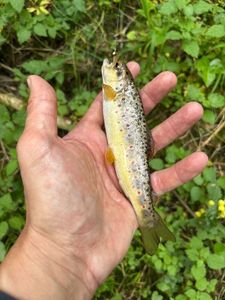 Brown Trout