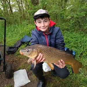 Common Carp