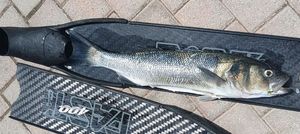 European Bass (Seabass)