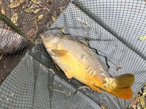 Leather Carp