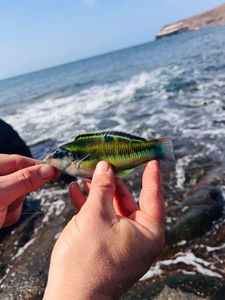 Mediterranean Rainbow Wrasse