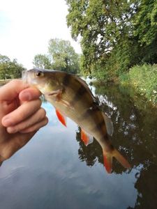 European Perch