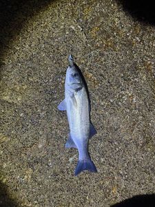 European Bass (Seabass)