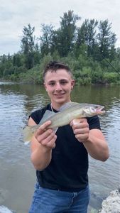 Walleye