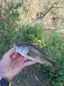 Largemouth Bass