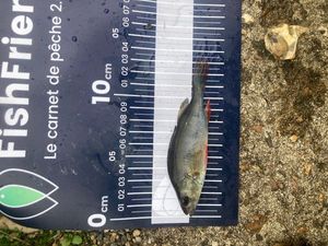 European Perch