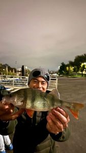 European Perch
