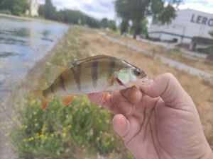 European Perch
