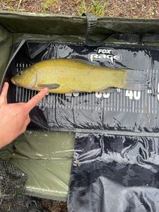Tench
