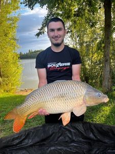 Common Carp