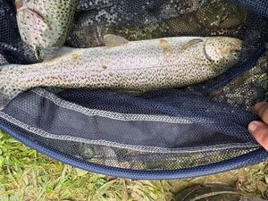 Rainbow Trout