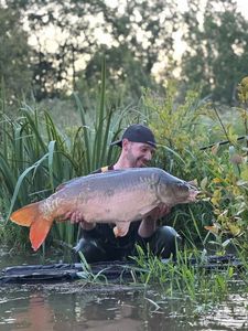 Mirror Carp