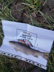 Brown Trout